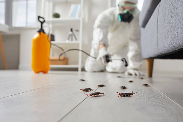 Post-Treatment Bed Bug Interceptor Monitoring in Murillo